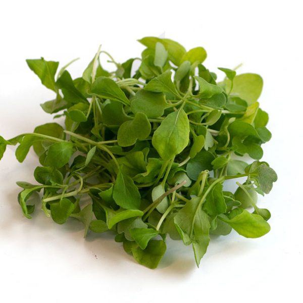Arugula