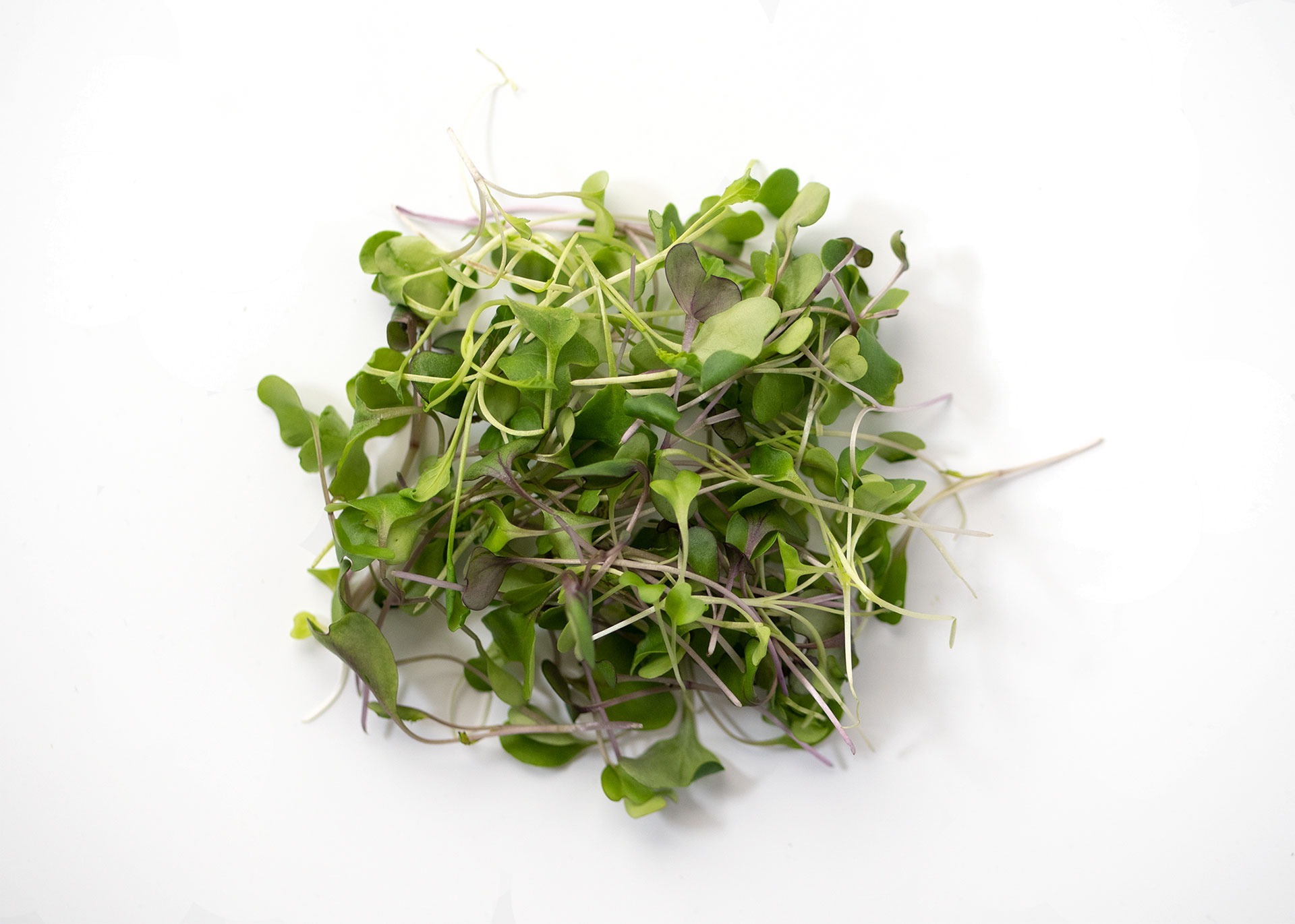Mild_Mix_Microgreens_2