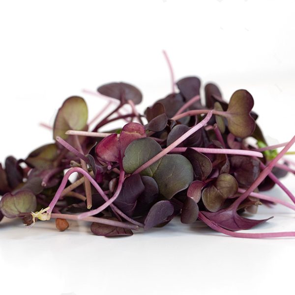 Radish Purple