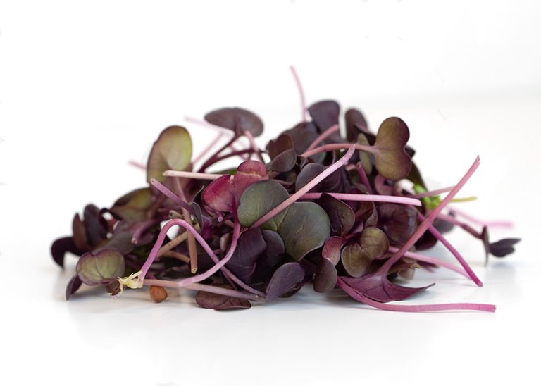 Radish Purple