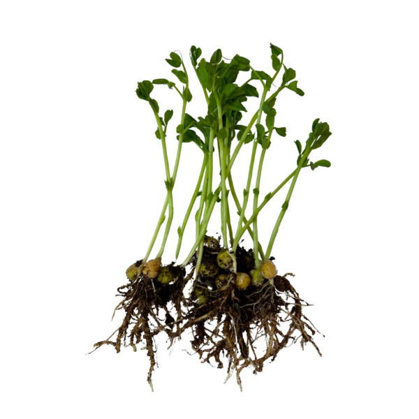 Maple Peas Microgreen Seeds