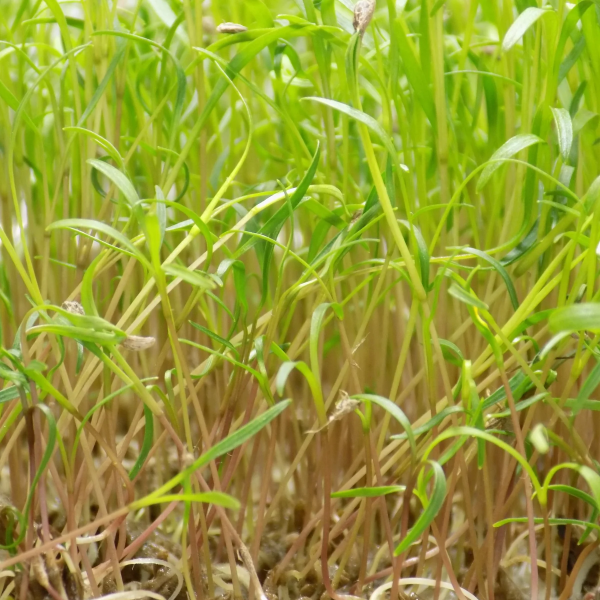 Carrot Microgreens Seeds