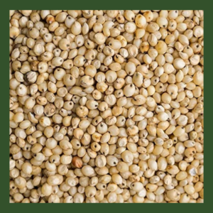 Sorghum (Jowar) Microgreens Seeds