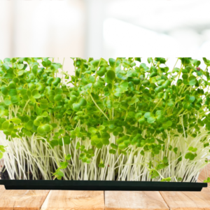 Pak Choi Microgreens
