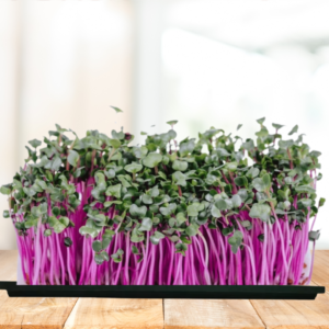 Radish China Rose Microgreens