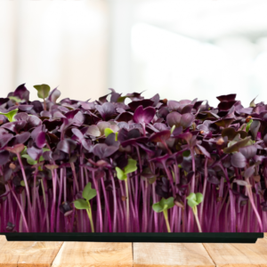 Radish Purple Microgreens