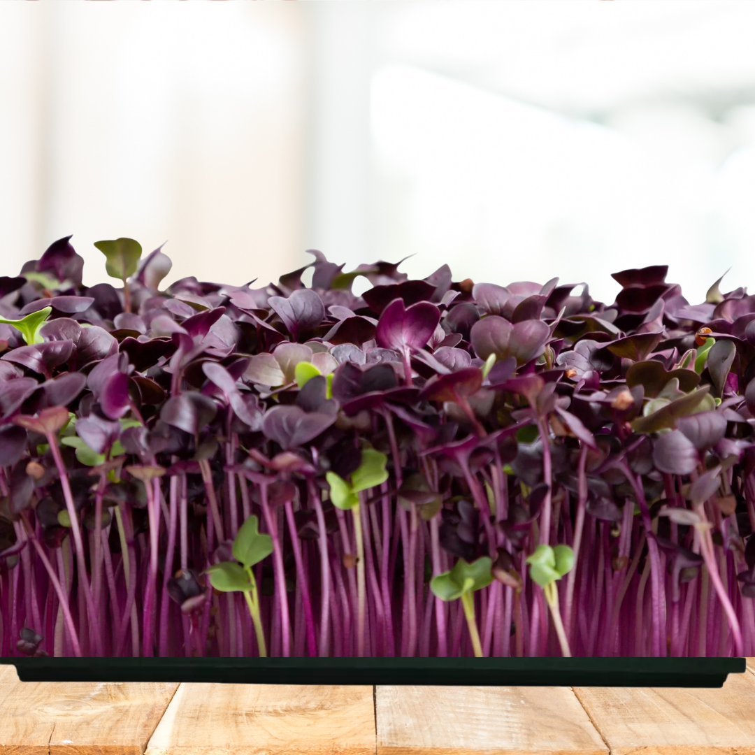 Radish Purple Microgreens