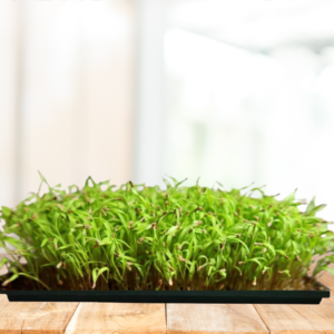 Carrot Microgreens