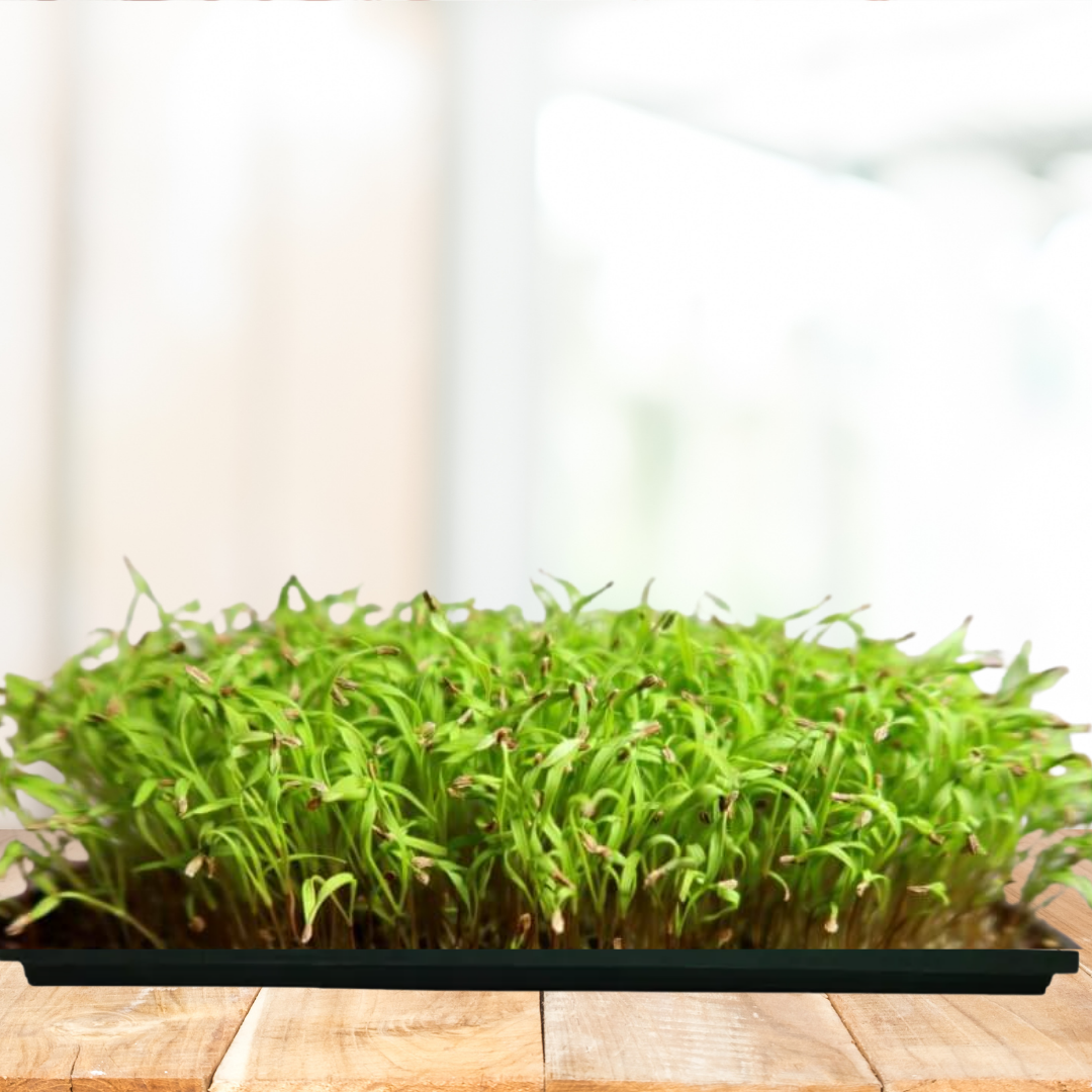 Carrot Microgreens