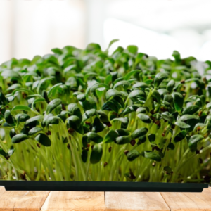 Fenugreek Microgreens