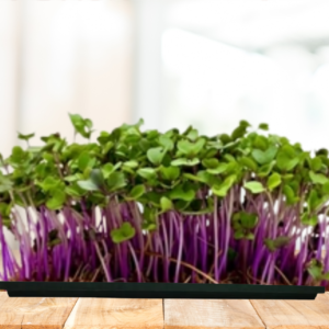 Kohlrabi Microgreens