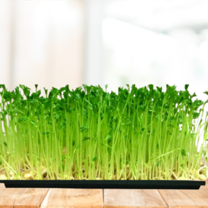 Red Lentil (Masoor) Microgreens