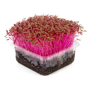 Amaranthus Microgreens
