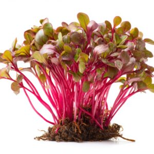 Beetroot Microgreens