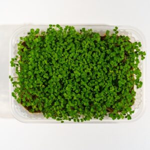 Broccoli Microgreens