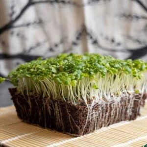 Chinese Cabbage Microgreens
