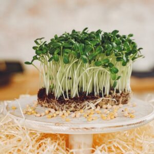 Corn Microgreens