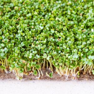 Green Mustard Microgreens
