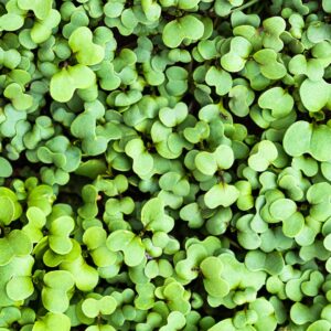 Kale Microgreens