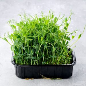 Pea Shoots
