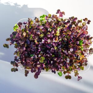 Radish Pink Microgreens