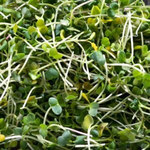 Radish White Microgreens