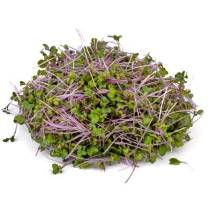 Red Cabbage Microgreens