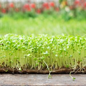 Rocket Arugula Microgreens