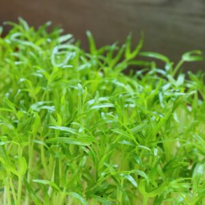 Spinach Microgreens