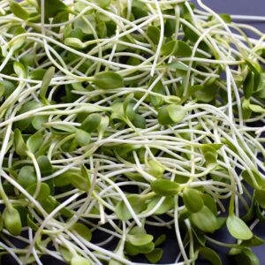 Sunflower Microgreens