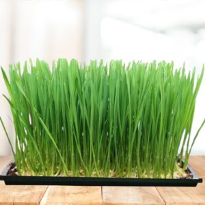 Wheatgrass