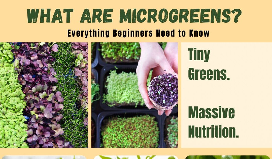 What Are Microgreens? Everything Beginners Need to Know